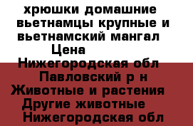 хрюшки домашние  вьетнамцы крупные и вьетнамский мангал › Цена ­ 2 500 - Нижегородская обл., Павловский р-н Животные и растения » Другие животные   . Нижегородская обл.